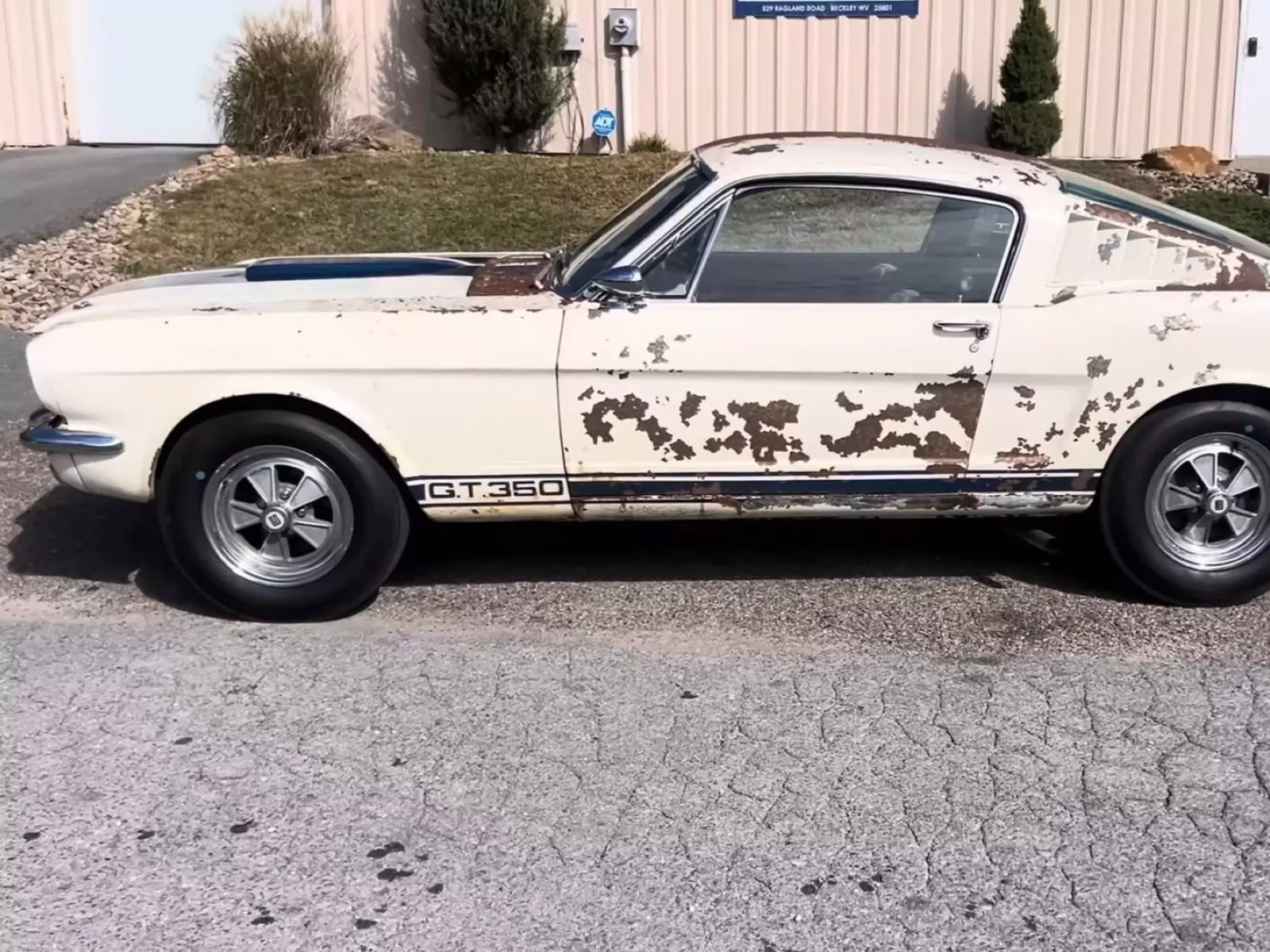 Foto: American Mustangs